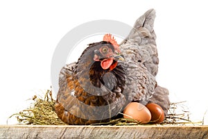Hen in nest with eggs isolated on white