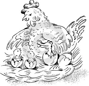 Hen on nest with hatching chicken and baby crocodi