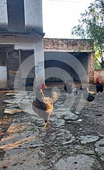hen in old chicken coop with stones and dirt looking at the camera with rooster hens and chicks behind with blue sky and trees