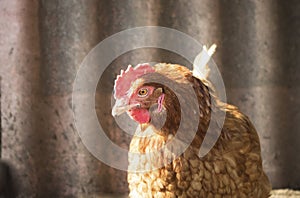 Hen