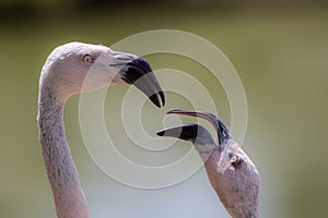 Hen-pecked husband. Male flamingo bird being nagged.