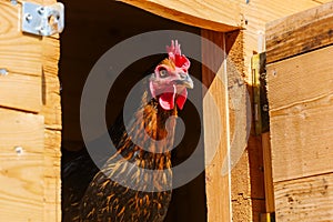 Hen Peering Out from Chicken Coop