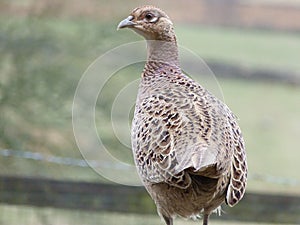 Hen Pheasant (Phasianus Colchicus)