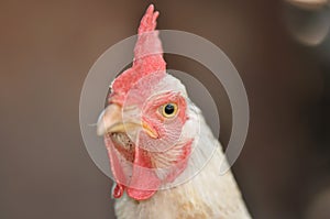 Hen portrait