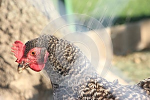 Hen portrait in a free range farm. This hens lay first quality organic eggs