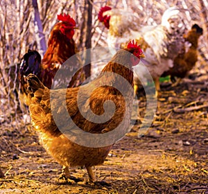 hen portrait. hen in a farm