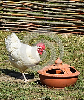 Hen in the poutry yard