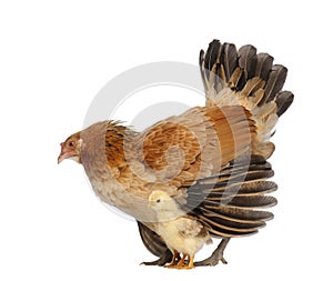 Hen protecting its chick against white background