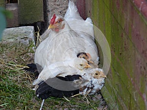 the hen that protects its chicks