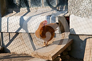 Hen