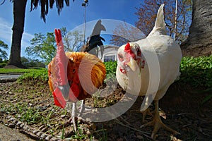 Hen and rooster