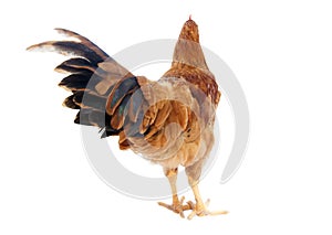 Hen or rooster chicken view