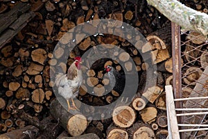 hen and rooster, chickens, agriculture