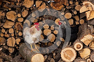 hen and rooster, chickens, agriculture