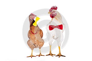 Hen and rooster choose a tie for the holiday