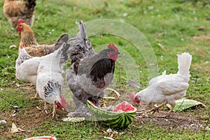 Hen and rooster eating watermelon