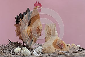 A hen and a rooster are foraging with a number of chicks on a bush.