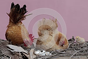 A hen and a rooster are foraging with a number of chicks on a bush.
