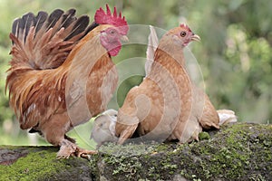 A hen and a rooster are foraging with a number of chicks on a moss-covered ground.