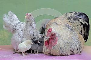 A hen and a rooster are looking after their newly hatched babies.