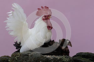 A hen and a rooster ready to mate on a rock overgrown with moss.