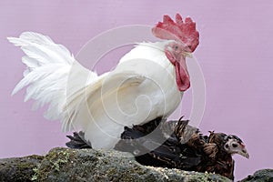A hen and a rooster ready to mate on a rock overgrown with moss.
