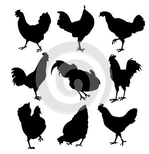 Hen and roster silhouette-vector