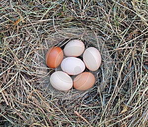 Hen`s eggs in the hay nest