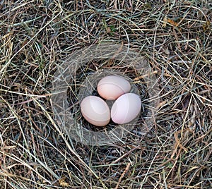 Hen`s eggs in the hay nest