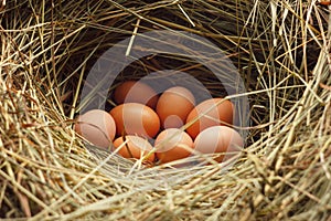A hen`s nest with eggs.fresh