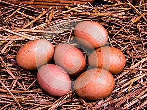 One half dozen really fresh brown eggs in hen`s nest. photo