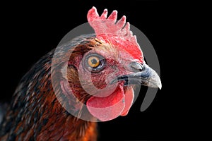 Hen's Portrait