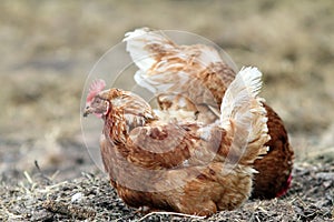 Hen searching food on the ground