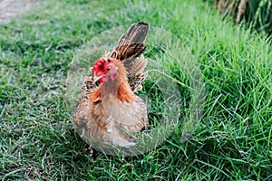 Hen Is Searching Food In The Ground. Free range chicken on an organic farm, freely grazing on a meadow.