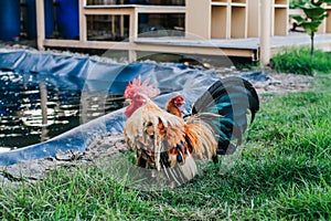 Hen Is Searching Food In The Ground. Free range chicken on an organic farm, freely grazing on a meadow.