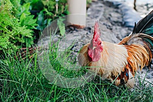 Hen Is Searching Food In The Ground. Free range chicken on an organic farm, freely grazing on a meadow.