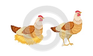 Hen sitting in a nest hatching eggs. Poultry breeding vector illustration