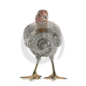 Hen spanish Gamecock