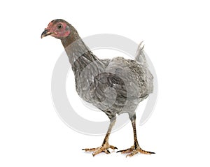 Hen spanish Gamecock