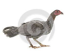 Hen spanish Gamecock