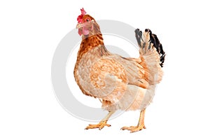 Hen standing isolated