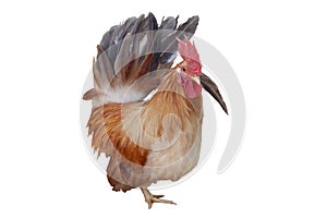 Hen standing looking at the camera on white background.