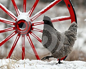 Hen standing by an old wooden wagon wheel in snow in wintery landscape.