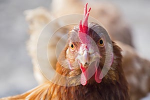 Hen staring because she is curious