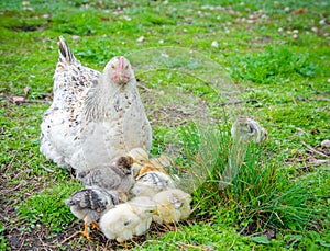 A hen taking care of little chicks