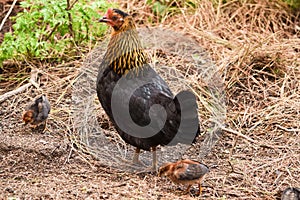 Hen with Two Chickens