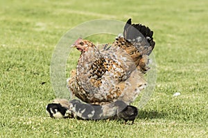 Hen walking with its young chicks