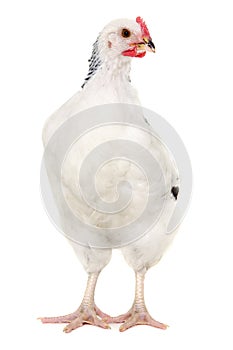 Hen on white background