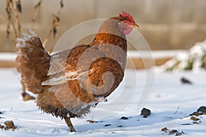 Hen in winter - detail