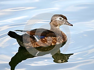 Hen Wood Duck Waterfowl photo